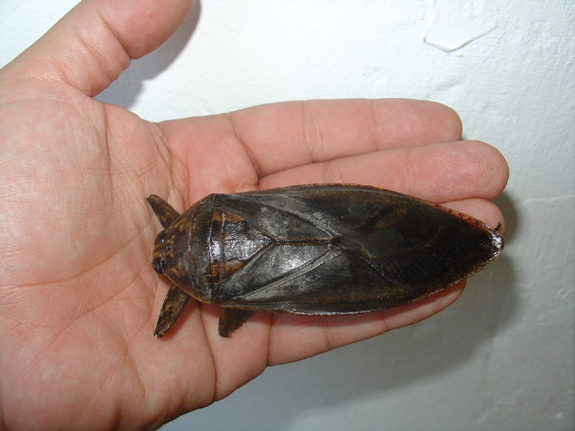 , Σαρκοφάγο έντομο γίγας εντοπίστηκε στη Λαμία (εικόνες)