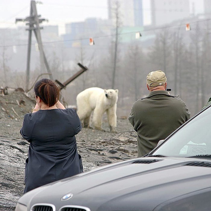 , Μια θλιβερή εικόνα: Εξουθενωμένη πολική αρκούδα περιφερόταν στο κέντρο πόλης στη Σιβηρία (εικόνες)