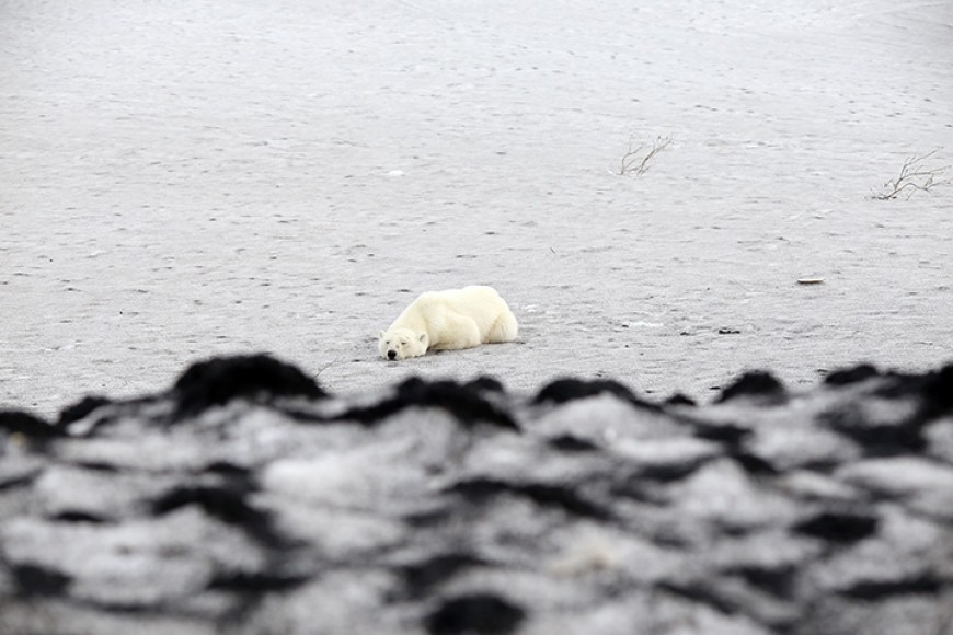 , Μια θλιβερή εικόνα: Εξουθενωμένη πολική αρκούδα περιφερόταν στο κέντρο πόλης στη Σιβηρία (εικόνες)