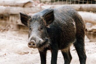 agriogourouno