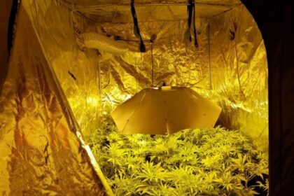 thsn narkotika 768x489