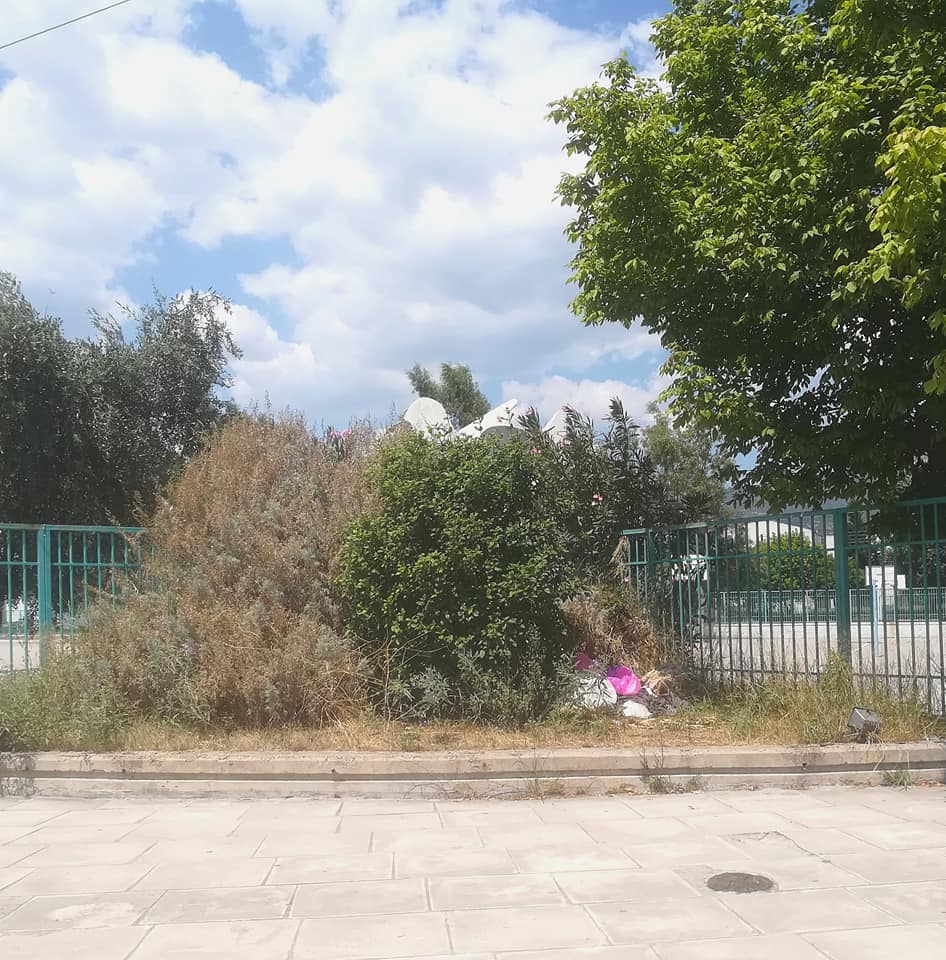 περιστέρι2