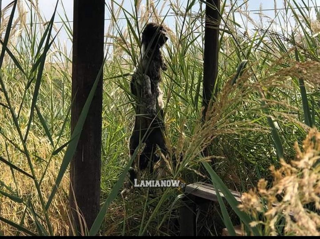 σκυλος
