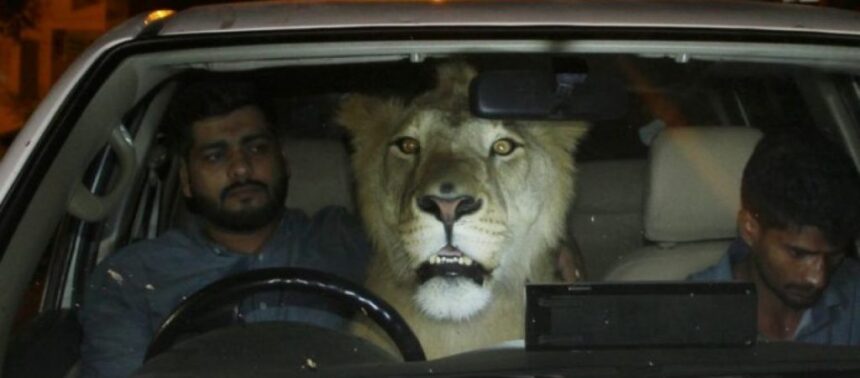 liontari amaxi scaled