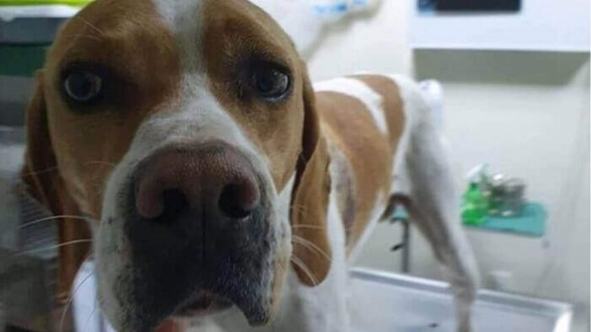 Serres pyrovolismos adespoto