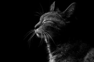cat 1