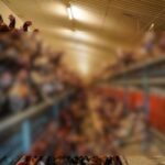 chiken 1090 blur scaled