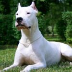 dogo argentino scaled