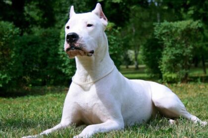 dogo argentino scaled