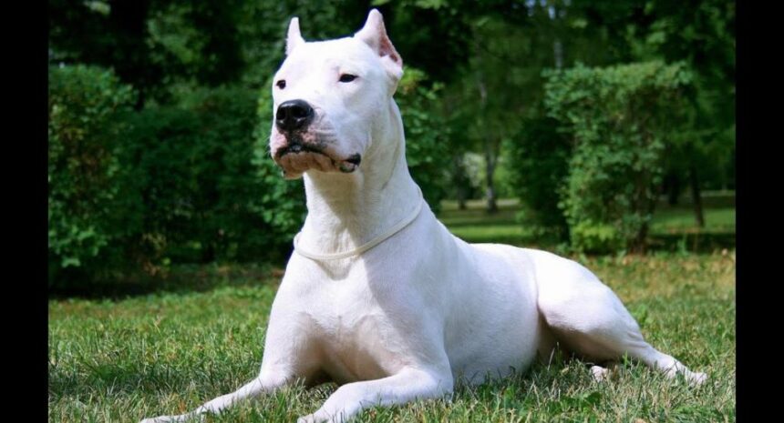 dogo argentino scaled