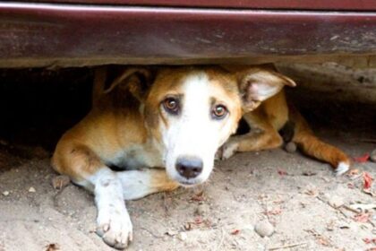 lamia adespota 1 1 758x449 1