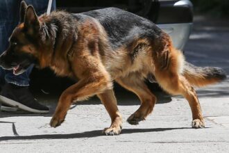 lykoskylo 768x455 1