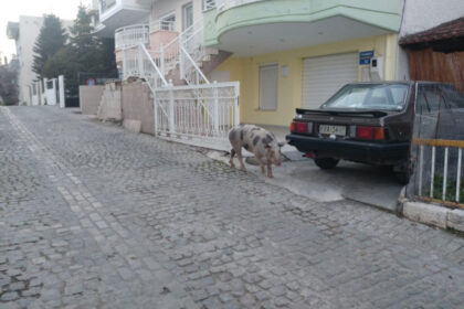 pig82999725 213994926278036 2355917221168939008 n