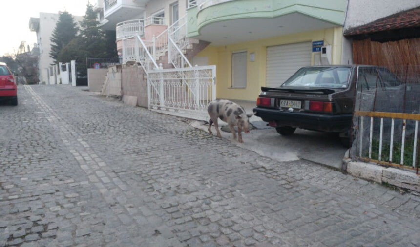 pig82999725 213994926278036 2355917221168939008 n