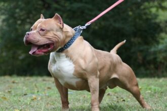 pitbull