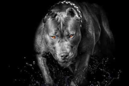 shutterstock1176900682