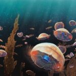 Βιονικη μεδουσα Πηγη Caltech