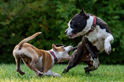 200128143614 dogs fighting 1280x720 1