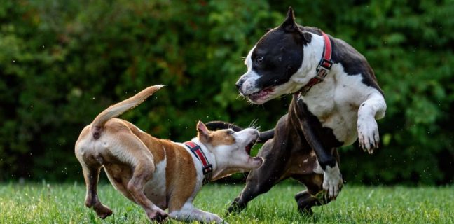 200128143614 dogs fighting 1280x720 1