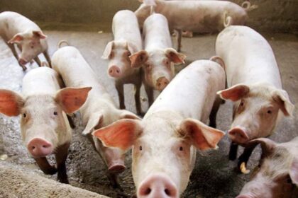 23s3pr thumb large thumb large