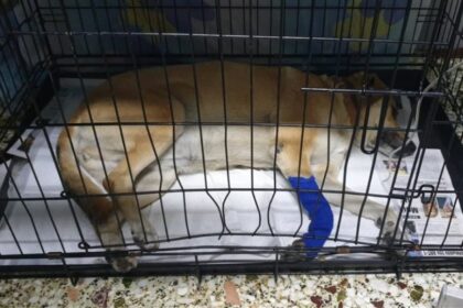 86971424 1046342119084983 5793293777107943424 o 1024x498 1