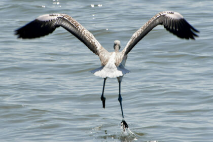 flamingo 1536x1054 1