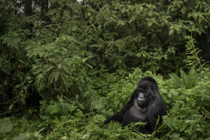 gorillas dasos 9 2 20