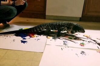lizard 1
