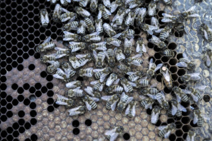 melisses 1 1536x1060 1