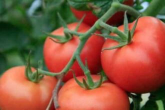 rs ntomates