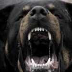 skylos agrios 13 5 2019 scaled