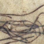 Φυκη ενος δισ ετων Πηγη Virginia Tech