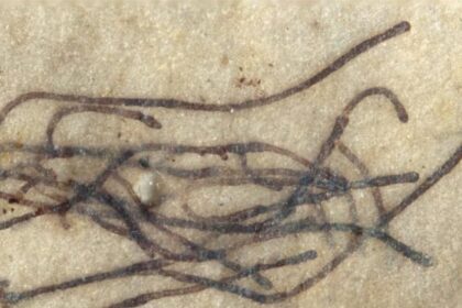 Φυκη ενος δισ ετων Πηγη Virginia Tech