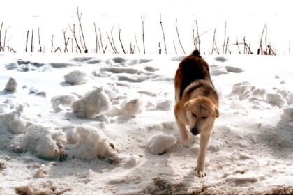 Pertouli xionia skylos APE MPE 26 03 2020