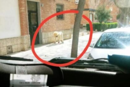 hommechien 5e7dfa56ba488