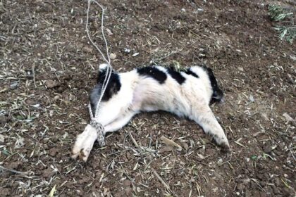 94190613 2586330238282124 132968313423659008 n