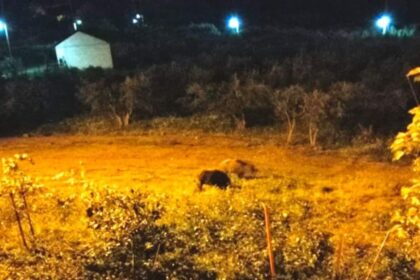 FB IMG 1587799094012 1