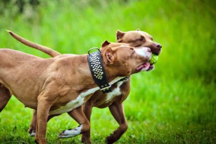 red nose pitbull 4