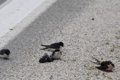 xelidonia kourasmena