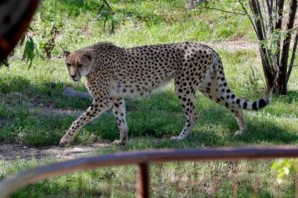 zoologikos kipos tigris perpata
