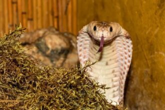 cobra