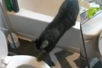 gata toualeta