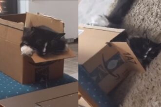 gata video