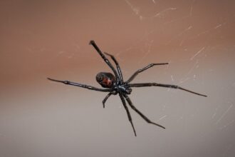 spider