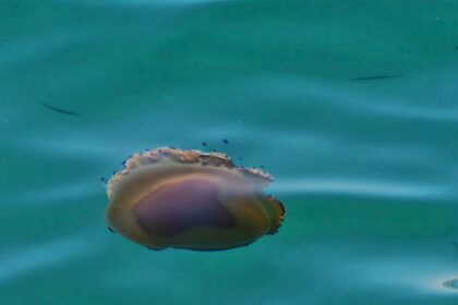 140705w22 85036medousa 1