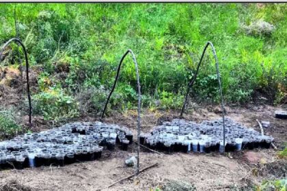 Karditsa xasisofyteia