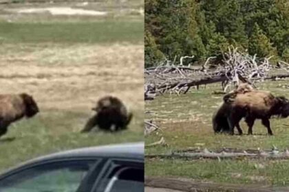 bear