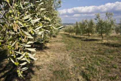 elaiodentra dreamstime copy 1200x675