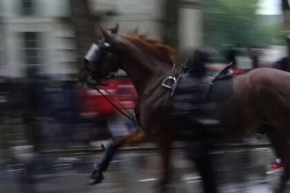 horse