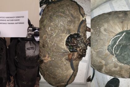 inCollage 20200621 114816270